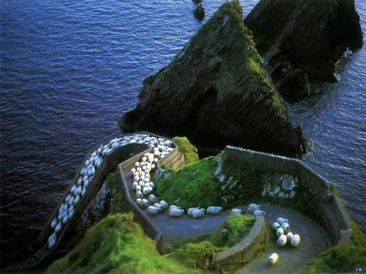 The sheep have their own highway??? Sheeps Highway, Ireland